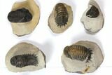 Lot: Assorted Devonian Trilobites - Pieces #119920-1